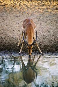 Male impala - wild dog prey (by Sam)